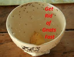 How To Get Rid Of Gnats In The House How To Get Rid Of Gnats Gnats Kill Gnats In House