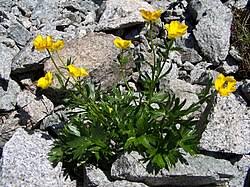 Image result for Ranunculus oreophytus