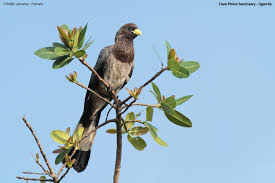 Image result for Ozoroa nigricans