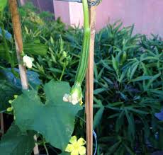 The whole fruit is eaten as a vegetable when. How To Grow Ridge Gourd