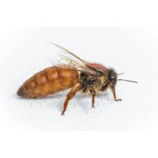 Image result for Queen bee