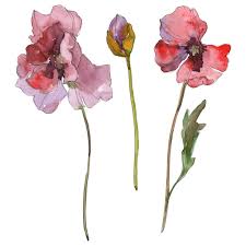 Isolated flower on white background. Purple Red Poppy Floral Botanical Flower Wild Spring Leaf Isolated Watercolor Background Illustration Set Watercolour Drawing Fashion Aquarelle Isolated Isolated Poppies Illustration Element Free Stock Photo And Image