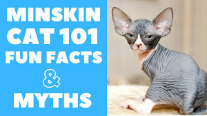 Like both its forebears, the minskin is a unique, memorable breed in terms of its personality and appearance. Minskin Cats 101 Fun Facts Myths Youtube