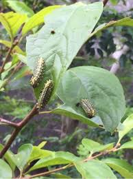 富有柿の害虫 昨年のイラガ被害と今年の姿 Hanana Tree