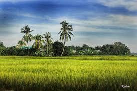 Your pemandangan sawah stock images are ready. Indahnya Perak Pemandangan Sawah Padi Sungai Manik Facebook