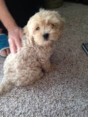 Only guaranteed quality, healthy puppies. View Ad Cavapoo Puppy For Sale Near New York Fairport Usa Adn 9401
