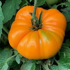 Most beefsteak varieties are indeterminate, but some determinate varieties are available. Kentucky Beefsteak Heirloom Tomato Seeds