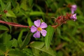 Image result for Antherotoma senegambiensis