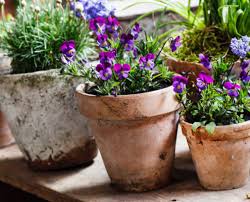These are the search results for flowers. Espoma Plant Some Pansies To Celebrate Spring S Arrival Espoma