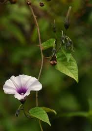 Image result for Ipomoea tenuirostris