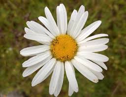 Weeds that establish, persist and spread widely in natural ecosystems outside the plant's native range. Washington State Noxious Weed Control Board