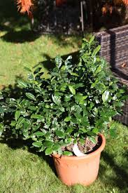 Image result for Camellia sinensis