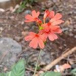 Image result for Crossandra nilotica