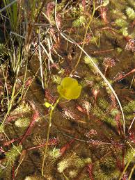 Image result for Utricularia  intermedia
