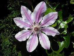 Image result for Clematis pulchra