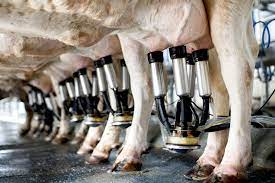 How are Cows Milked? The Fascinating Complete Process - The Dairy Alliance