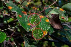 Image result for antraknóza ořešáku