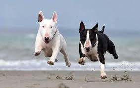 Claire The Bull Terrier Alicevankempen Instagram Photos And Videos Bull Terrier Bull Terrier Funny British Bull Terrier