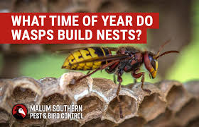 Where Do Wasps Go In Winter - How Do They Survive | Best Bee Brothers