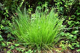 Image result for Carex leptosaccus