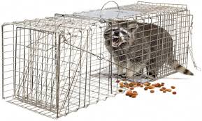 This is kitten trap by sam on vimeo, the home for high quality videos and the people who love them. How To Catch A Kitten With A Trap Arxiusarquitectura