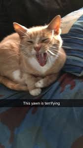 G d c g west virginia, mountain mama, take me home, country roads. Heres Coconut Doing An Impression Of Me Singing Along To Country Roads Cat Adoption Inspirational Cats Cats Illustration
