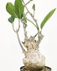 Image result for Fockea multiflora