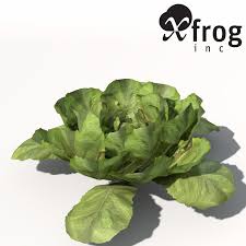 Xfrogplants Alface Planta Modelo 3d Biennial Plants Lettuce Model