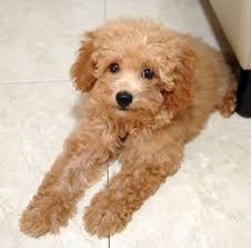 Pin On Poodles Poodles Poodles