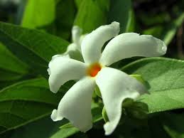 We did not find results for: Shiuli Flower