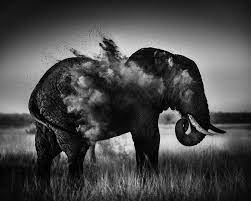 Dramatic Black And White Photos Of African Wildlife By Laurent Baheux Wild Animals In Africa Animals Wild Animals Black And White