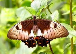 Check spelling or type a new query. Witness The Orchard Swallowtail Butterfly While Standing In Nature Papilio Aegeus