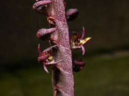 Image result for Bulbophyllum sandersonii