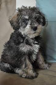 This Looks Just Like Baxter When We Got Him He Was All Black Except A Tad Bit Of White Oh They Are So Fun Schnoodle Puppy Schnoodle Dog Schnoodle