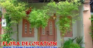 Bambu Kelisik Bambu Hias Jual Pohon Bambu Murah Menanam Pohon Tanaman