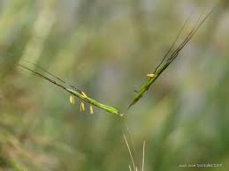 Image result for Hyparrhenia gazensis