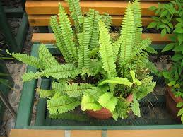 Totally safe for your cat, and unlikely to be damaged by rough treatment. Cat Friendly Plants Jimsmowing Com Au