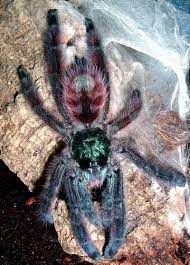 Hoje vamos conversar com o richard rasmussen sobre quais as aranhas mais perigosas no brasil e como lidar com uma aranha caranguejeira! Aranha Caranguejeira Educa Mais Brasil
