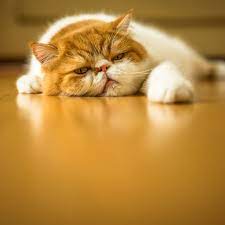 What To Do If Your Cat Is Vomiting Up Brown Liquid