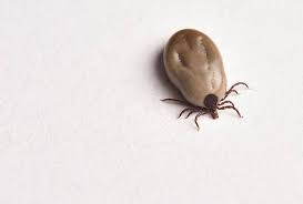 Has been providing safe and effective pest control services to cities in santa clara and san mateo counties. Spencer Pest Servicesthe Dangers Of South Carolina Ticks Spencer Pest Services