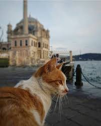 Istanbul Turkiye Evcil Hayvanlar Kedi Cats