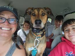 Adoption special for adult dogs happening now