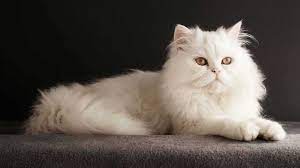 Meskipun kucing ini hasil kawin silang dengan kucing persia, harga kucing anggora campuran persia tidaklah terlalu mahal. Harga Kucing Persia Medium Himalaya Peaknose Flatnose 2021
