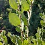 Image result for Combretum hereroense