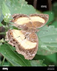 Image result for Tarenna junodii