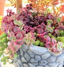 Or, you can commit to buy and request a total on your invoice and i will adjust the shipping that way. Crassula Pellucida Variegata Calico Kitten Care Propagation Crassula Pellucida Crassula Marginalis Rubra Variegata Calico Kitten