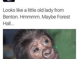 Benton and Forest Hall women compared to chimp in tweet by Tory campaigner 
