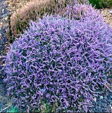 Little Skookum From Heaths Heathers Nursery Garden Design Landscape Nursery
