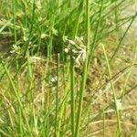 Image result for Cyperus laevigatus