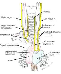 Anesthesia For Resection And Reconstruction Of The Trachea And Carina Journal Of Cardiothoracic And Vascular Anesthesia